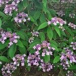 Hydrangea aspera Blüte