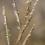 Urochloa trichopus Fruit