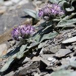 Saussurea alpina Flower