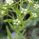 Thesium linophyllon Blüte