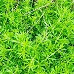 Galium aparine Leaf