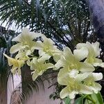 Dendrobium closterium