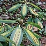 Rhododendron irroratum Flor