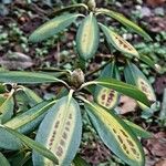 Rhododendron irroratum Λουλούδι