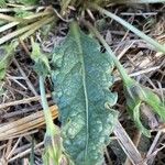 Mandragora autumnalis Leaf