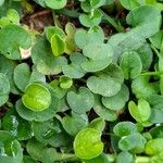 Dichondra repens Hoja