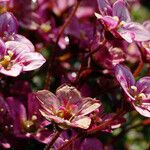 Saxifraga rosacea Λουλούδι