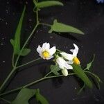 Solanum triquetrum Flor