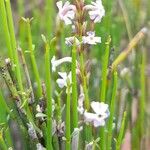 Mulguraea scoparia 花