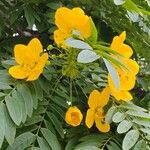 Cassia leptophylla Lorea