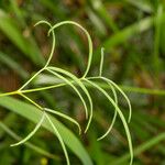 Laserpitium peucedanoides Blad