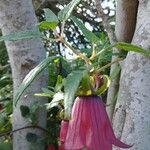 Canarina canariensis Flor