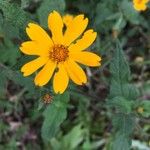 Sclerocarpus divaricatus Flor