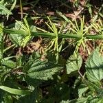 Equisetum fluviatile ഇല