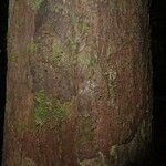 Pouteria melanopoda Corteza
