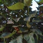 Cordia myxa Leaf