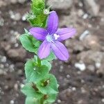 Triodanis perfoliata Blüte