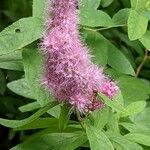 Spiraea salicifolia 花