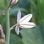 Asphodelus fistulosus Flor