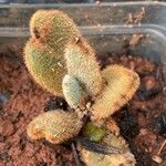 Kalanchoe tomentosa Folha