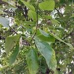 Catalpa bignonioides Folha