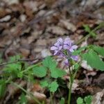 Cardamine chelidonia 花