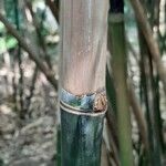 Phyllostachys aurea Corteza