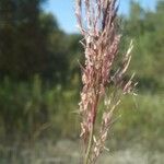 Calamagrostis pseudophragmites 花