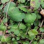 Saxifraga hirsuta Hoja