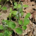 Veronica officinalisFlower