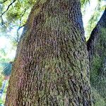 Quercus ilex Bark