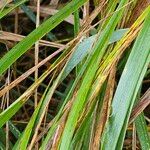 Calamagrostis epigejos Leaf