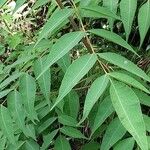 Toxicodendron succedaneum Levél