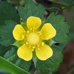 Potentilla indica花