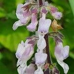 Orthosiphon rubicundus Flower