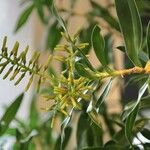 Dracaena angustifolia 花