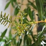 Dracaena angustifolia Blodyn