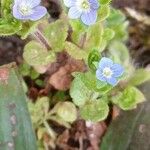 Veronica arvensis Habit