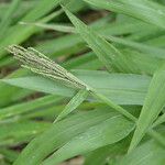 Paspalum paniculatum Leaf