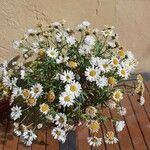 Argyranthemum frutescensFlor