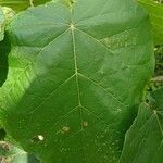 Croton macrostachyus Yaprak