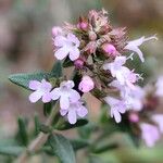 Thymus vulgaris Flower