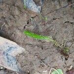 Mayaca fluviatilis Feuille