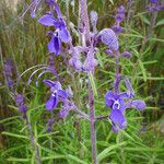 Trichostema parishii Flower