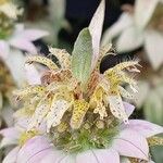 Monarda punctata Flower