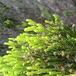 Erica reunionensis Feuille