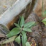 Kalanchoe gastonis-bonnieri Leaf