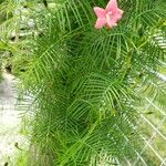 Ipomoea quamoclit Leaf