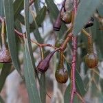 Eucalyptus leucoxylon Ліст