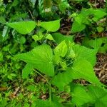 Spananthe paniculata Leaf